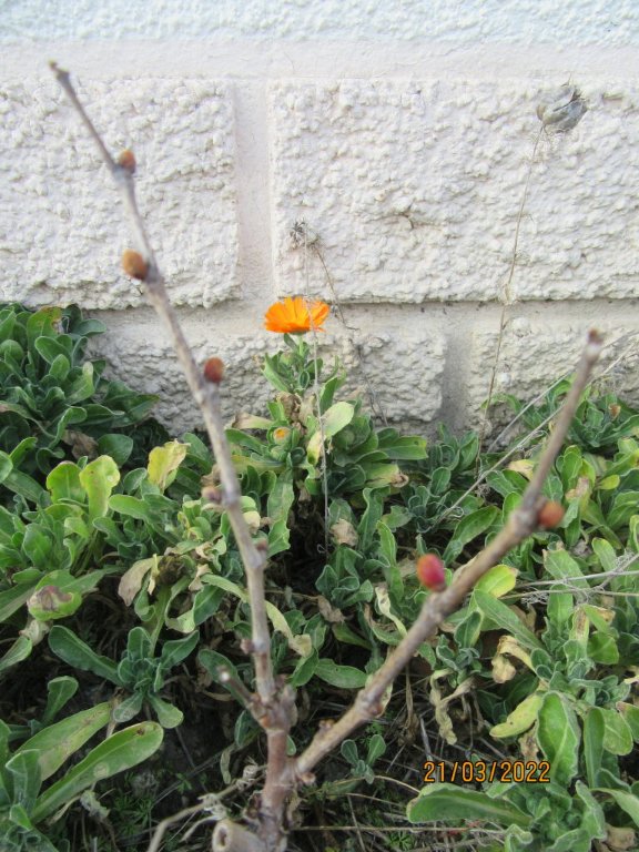 vigne21mars.jpeg