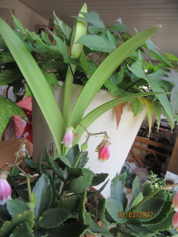 amaryllis21mars.jpeg