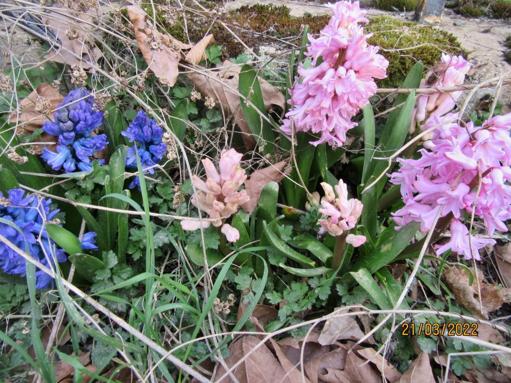 jacinthe21mars.jpeg