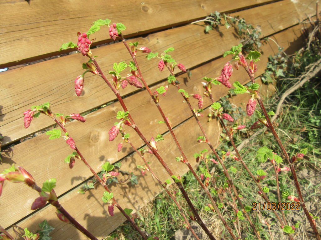 groseilfleur21mars.jpeg