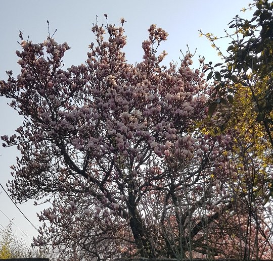 magnolia soulang vois0325.jpg
