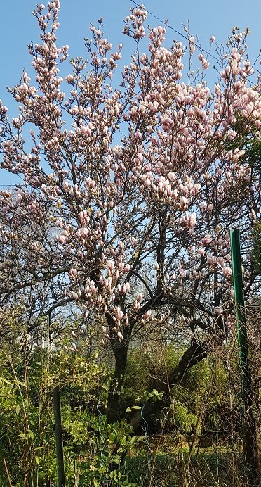 magnolia soulang.0325.jpg