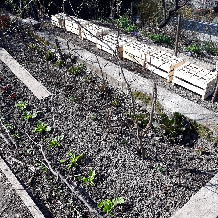 potager familial (2) 26-3-22.jpg