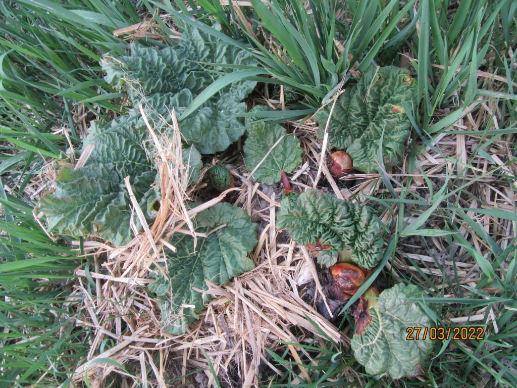 rhubarbe27mars.jpeg