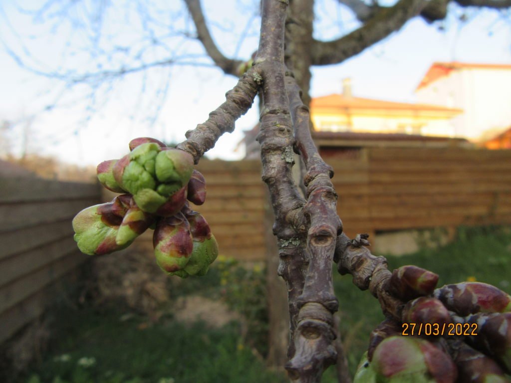 bourgeon cerise27mars.jpeg