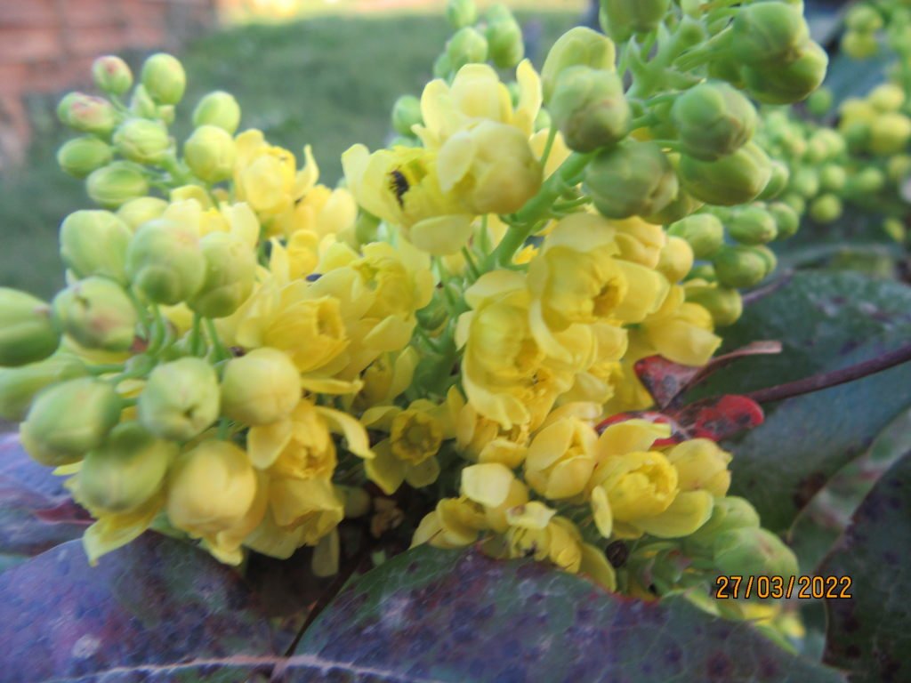 mahonia27mars.jpeg