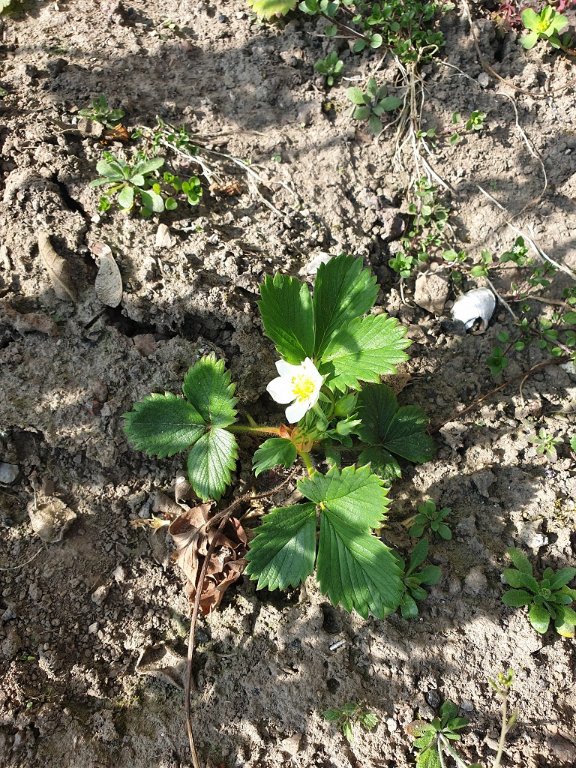 220326 fraisier en fleur_3.jpg
