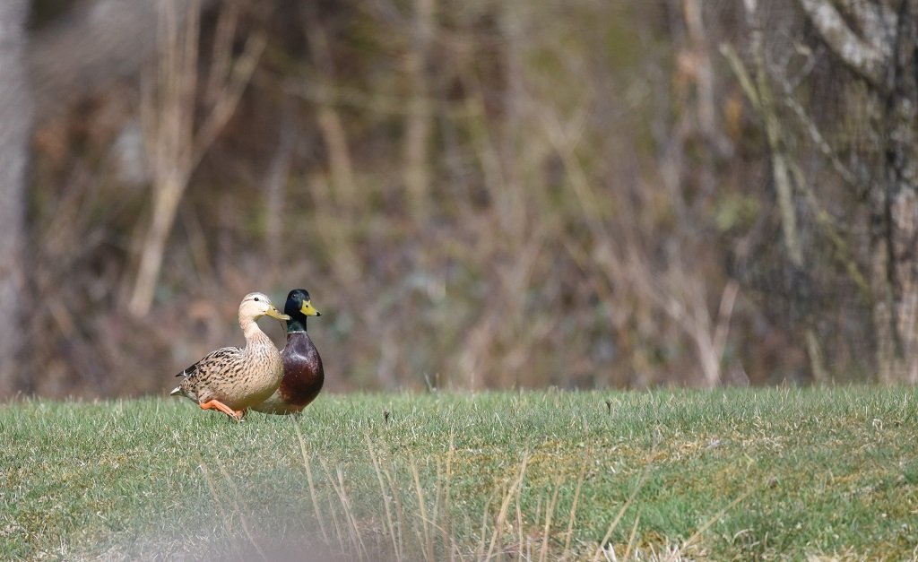 DSC_2287.JPG