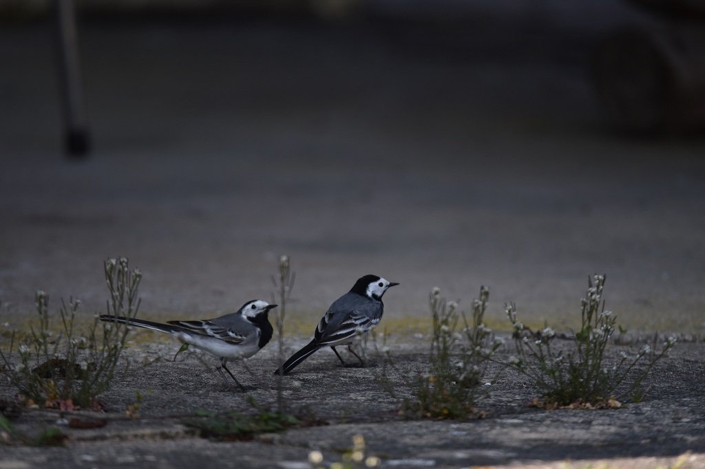 DSC_2798.JPG