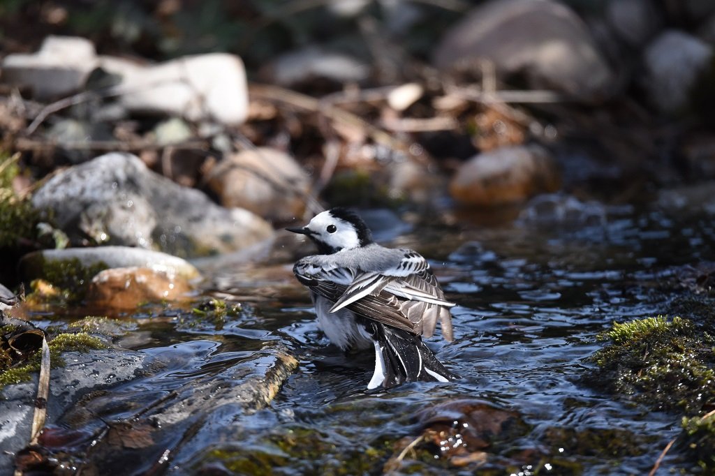 DSC_2891.JPG
