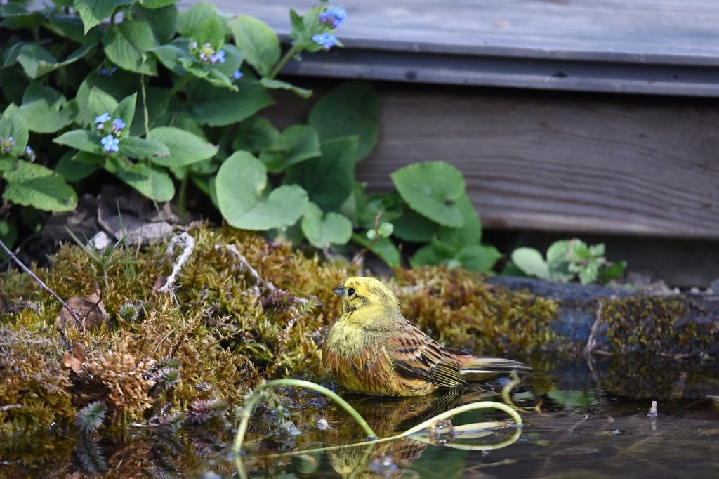 DSC_2903.JPG