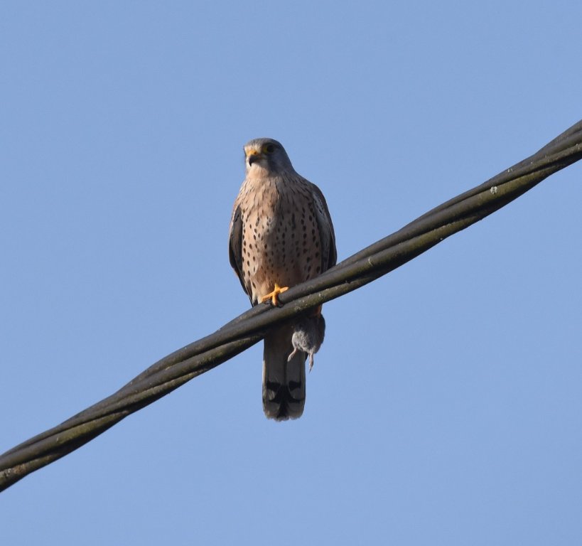DSC_1961.JPG