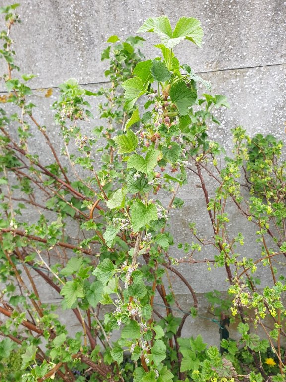 220328 cassissier en fleur.jpg