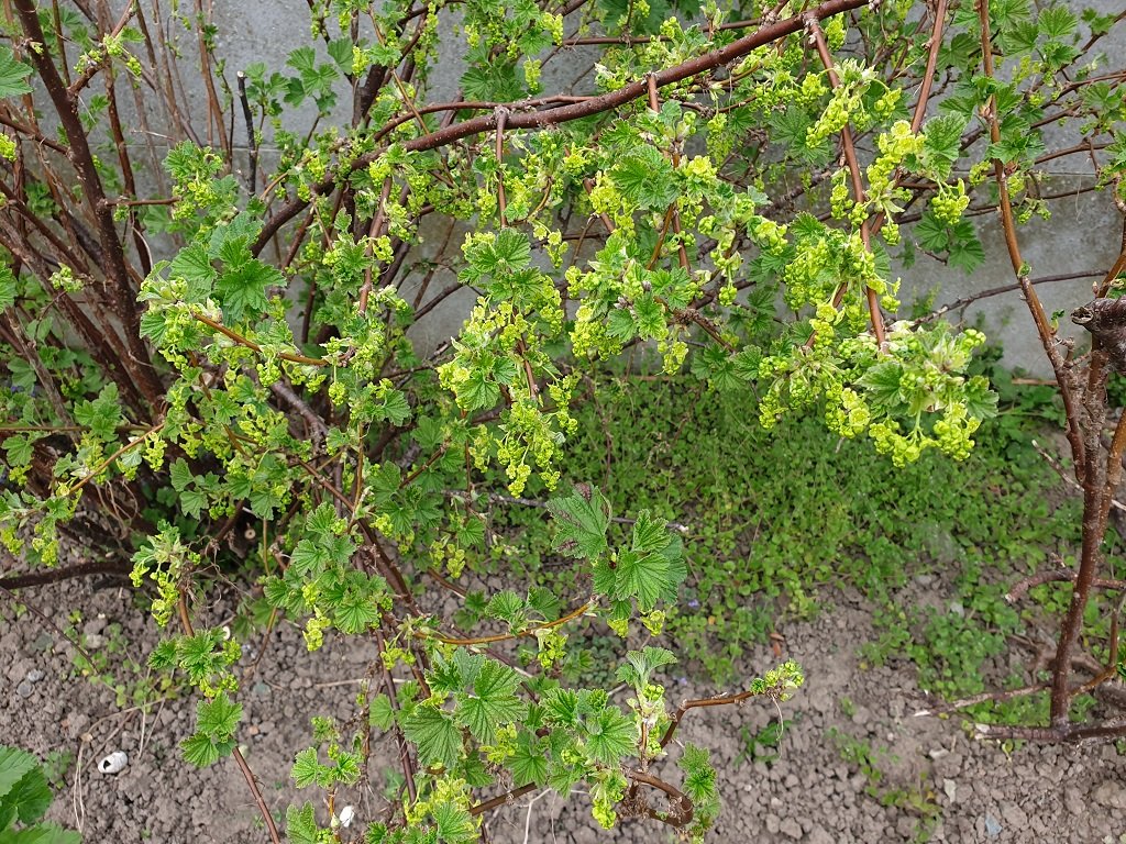 220328 groseillier en fleur_1.jpg