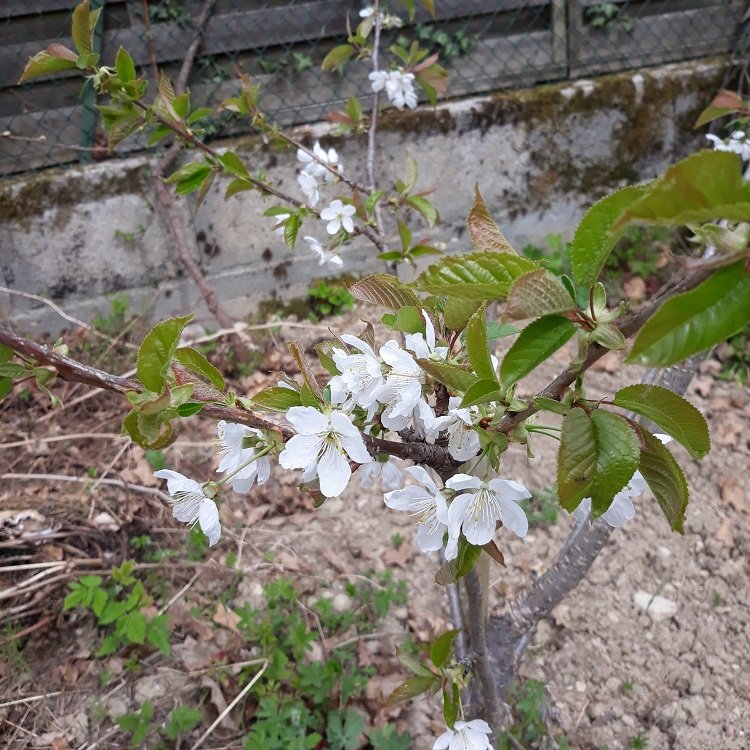 fleur 6 cerisier.jpg