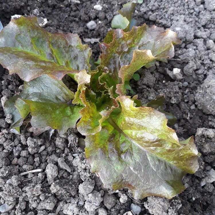 grenobloise 30-3-22.jpg