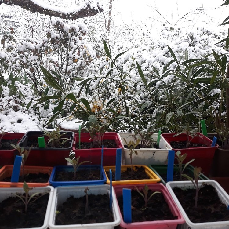 tomates et neige.jpg
