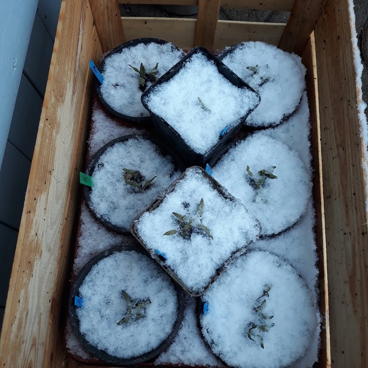 tomates sous la neige.jpg