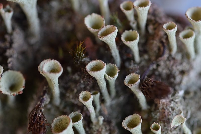 DSC_0425.JPG