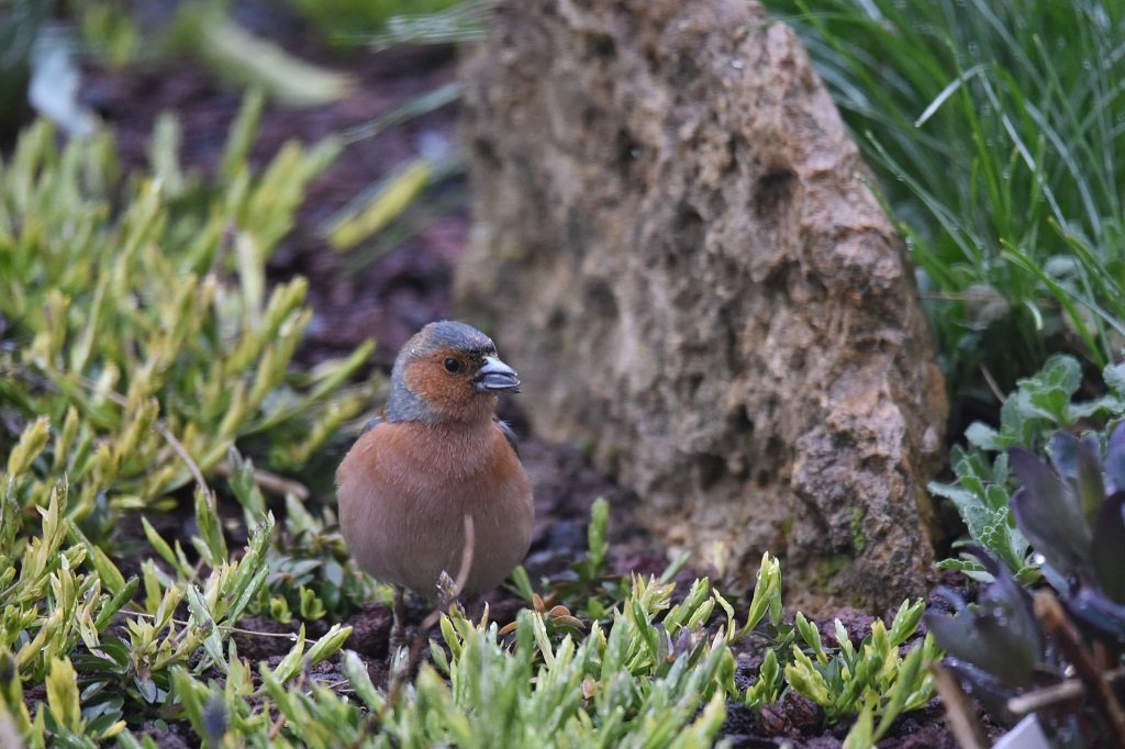 DSC_3225.JPG