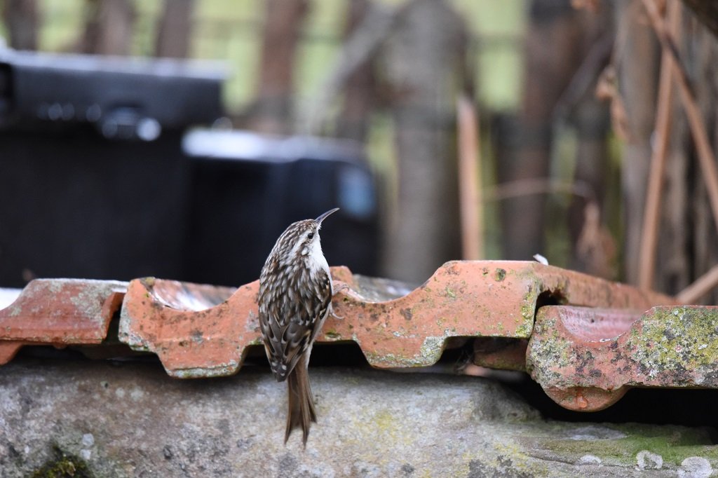 DSC_2975.JPG