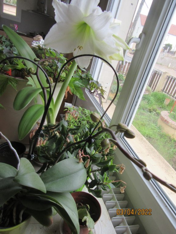 amaryllis3avril.jpeg