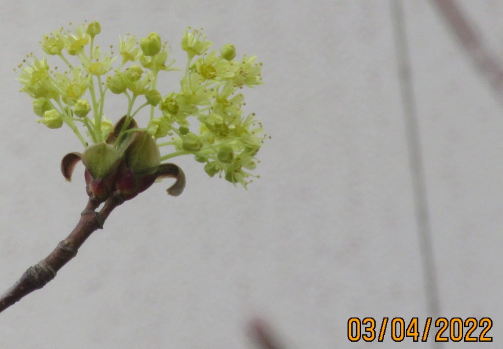 fleur verte.jpeg