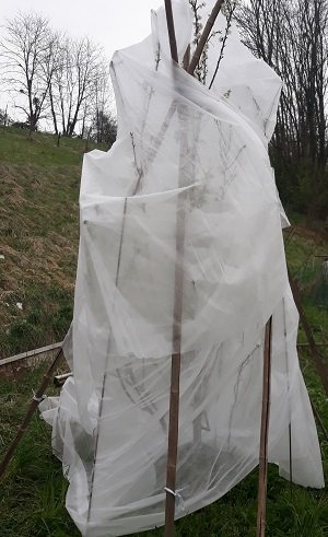 protection sur prunier