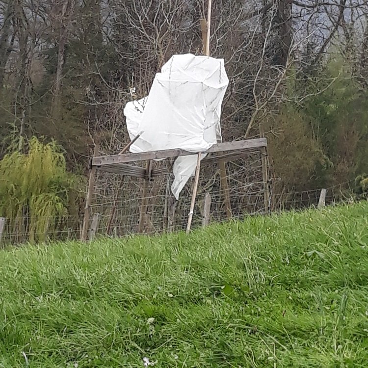 protection sur jeune cerisier