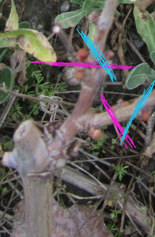 coupe vigne.jpeg