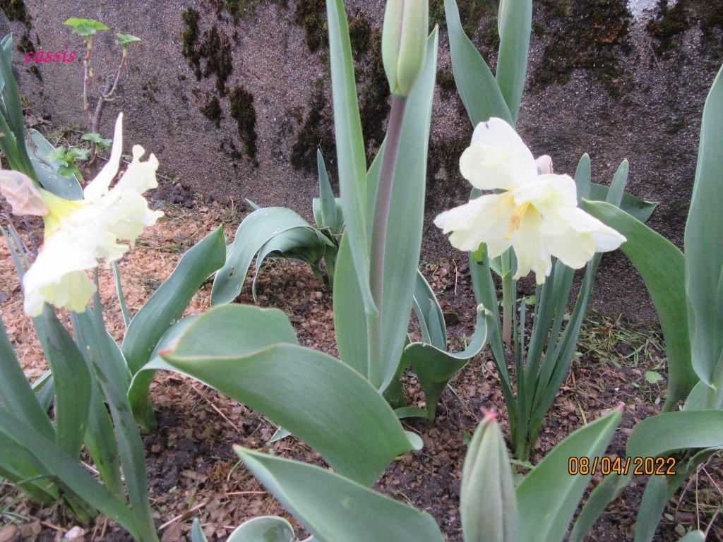 narcisses8avril.jpeg