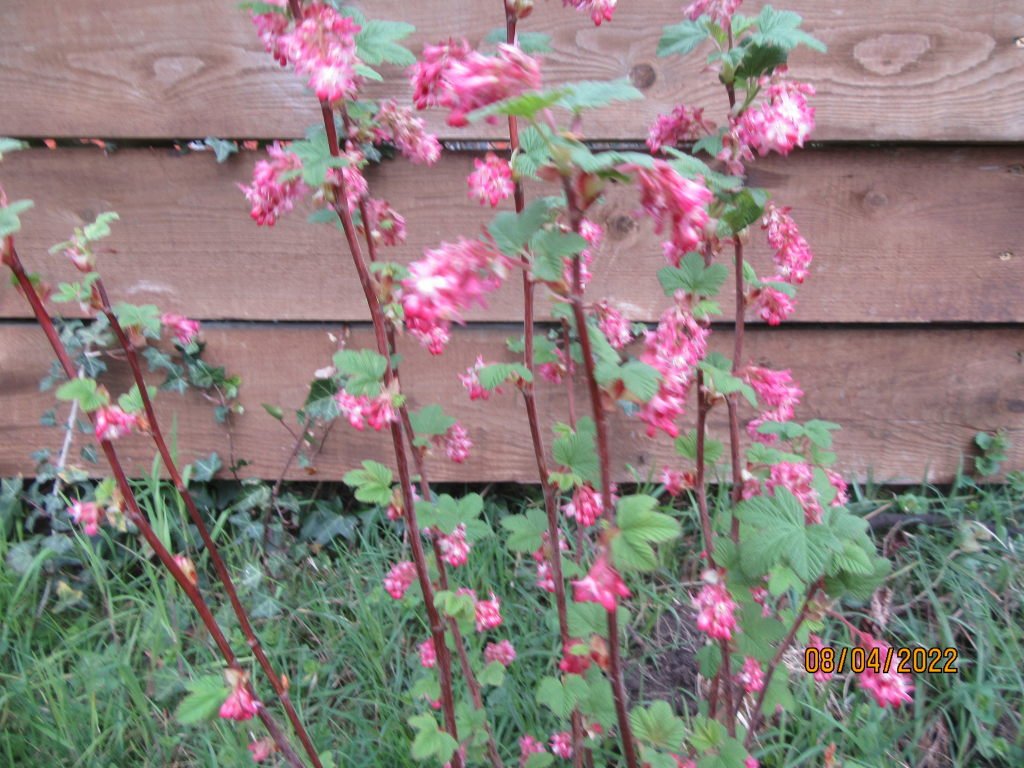 groseilfleur8avril.jpeg
