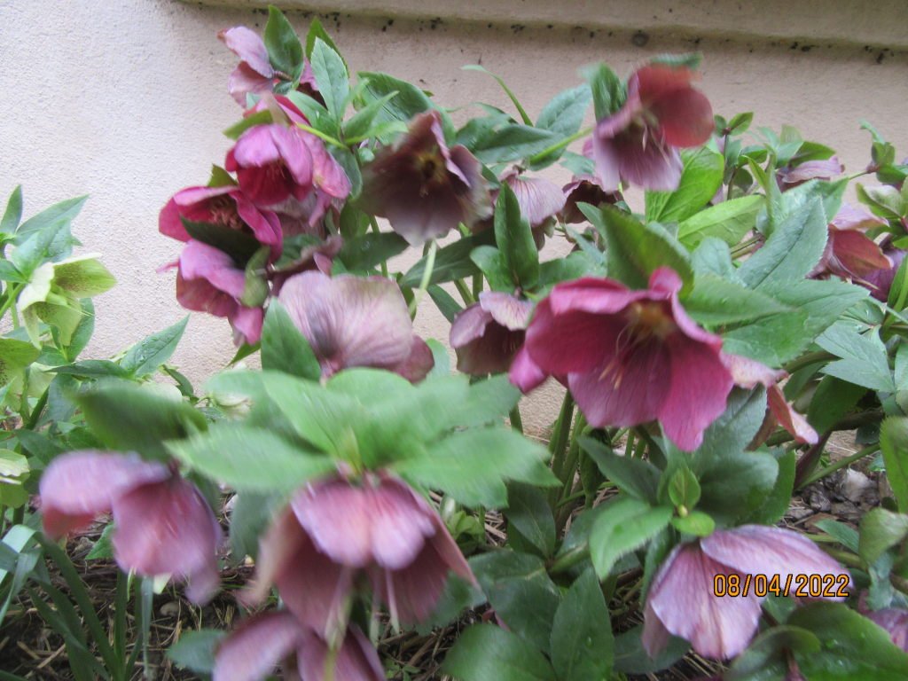 hellebore8avril.jpeg