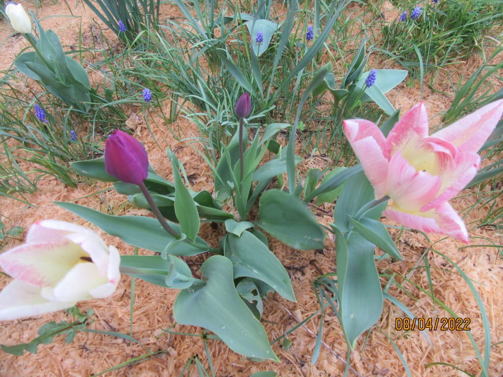 tulipe8avril.jpeg