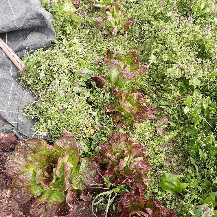 les dernières salades d'hiver.jpg