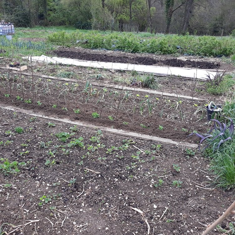 vue d'ensemble potager 10-4-22.jpg