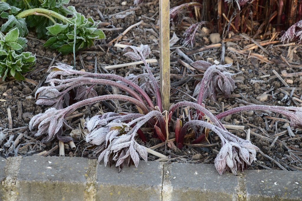 DSC_0082.JPG