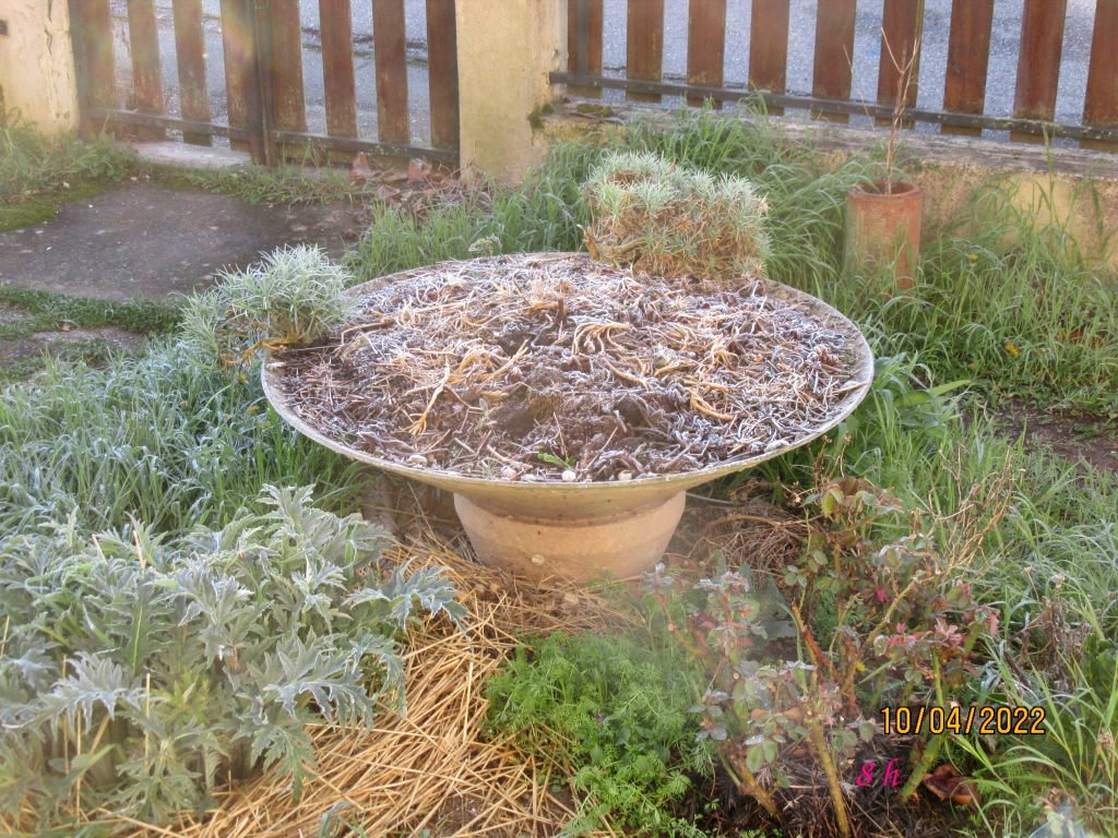 givre10avril.jpeg