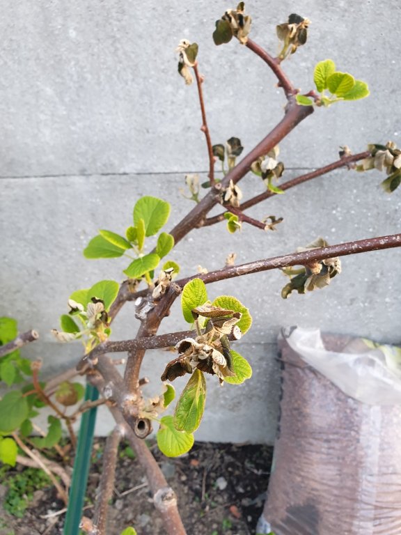220412 actinidia gelé.jpg