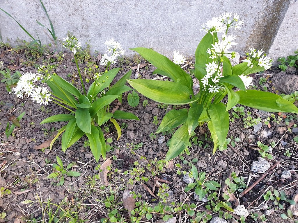 220412 ail des ours en fleur.jpg
