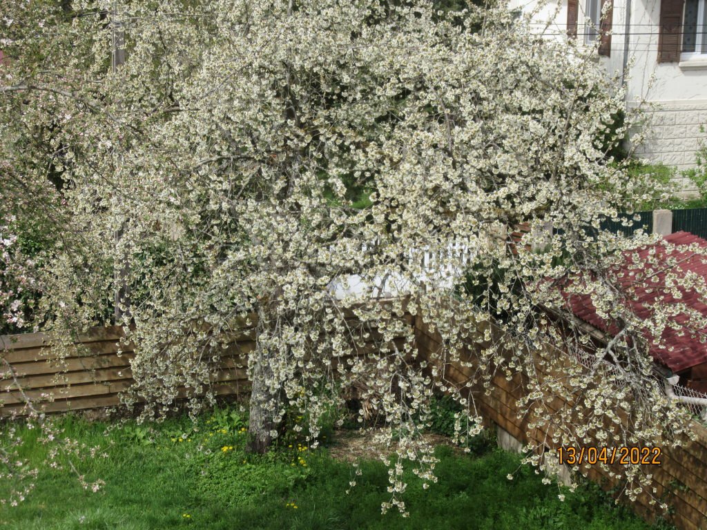 cerisier13avril.jpeg