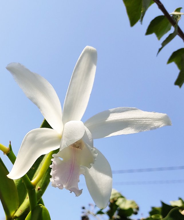 Cattleya intermedia var amethystina