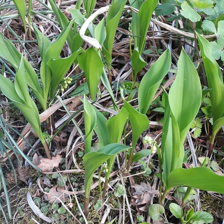 muguet.jpg