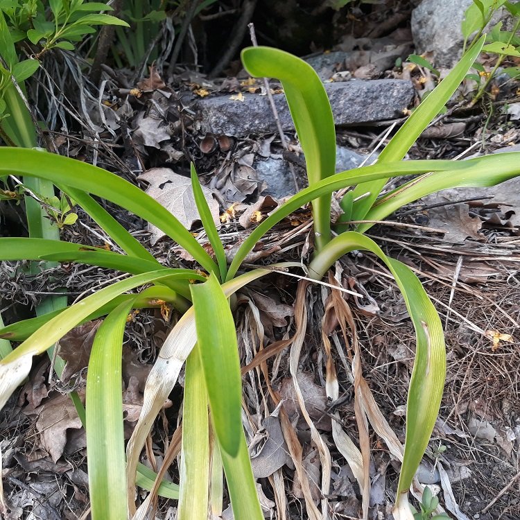 agapanthe.jpg