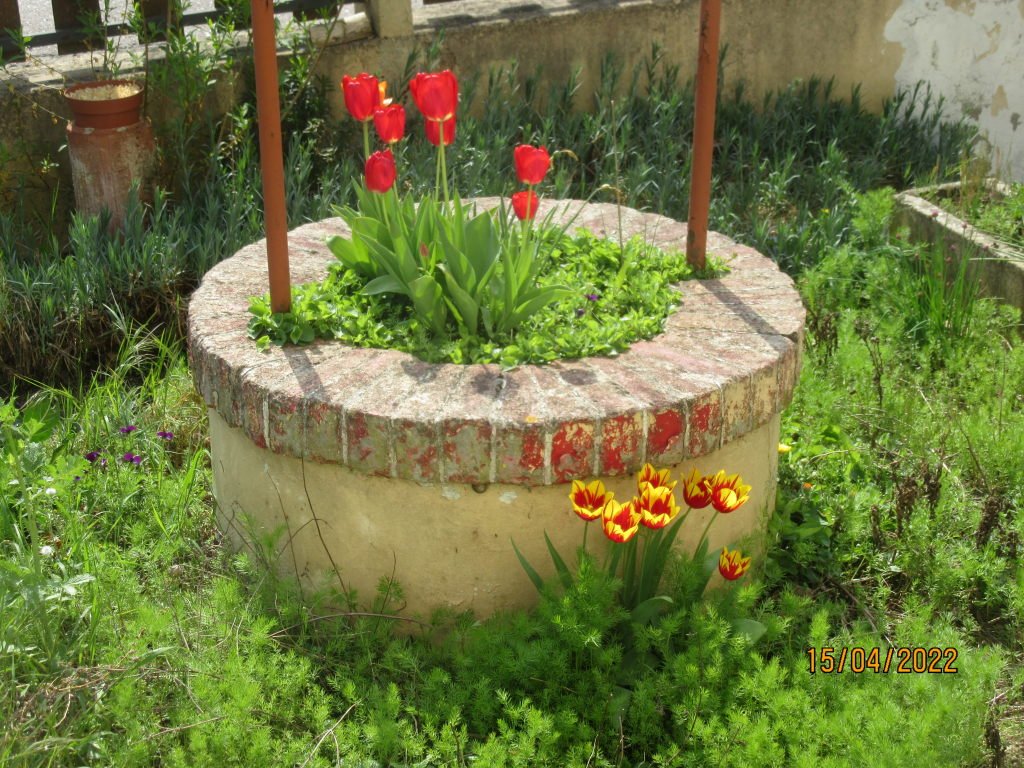 tulipepuits15avril.jpeg