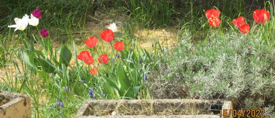 tulipecoin15avril.jpeg