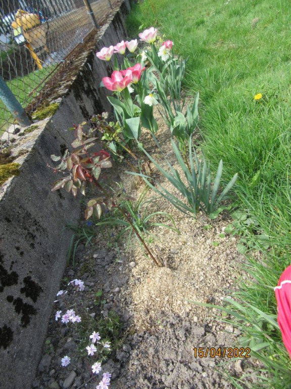 phloxtulipes15avril.jpeg