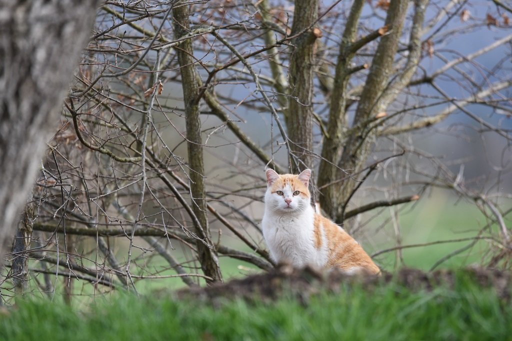 DSC_4014.JPG