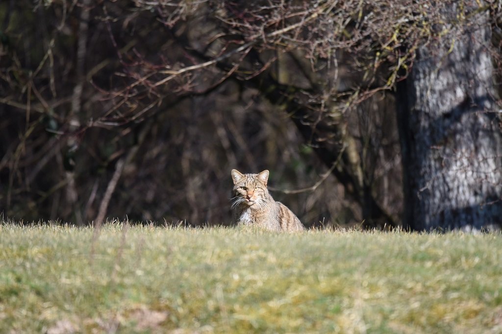 DSC_0618.JPG
