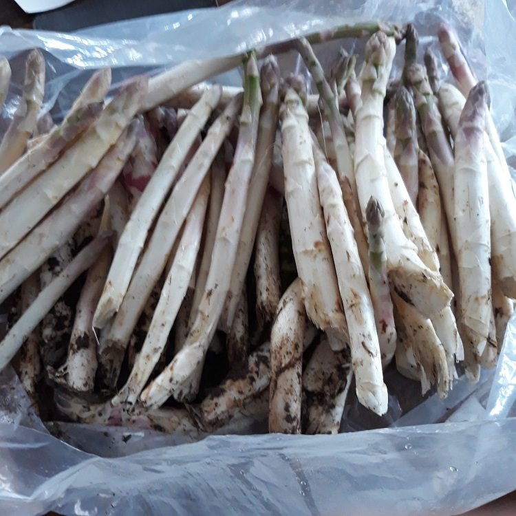 asperges (1).jpg